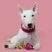 Mr.Kranch Игрушка для собак мелких и средних пород Роза с канатом 29х5х5см, розовая